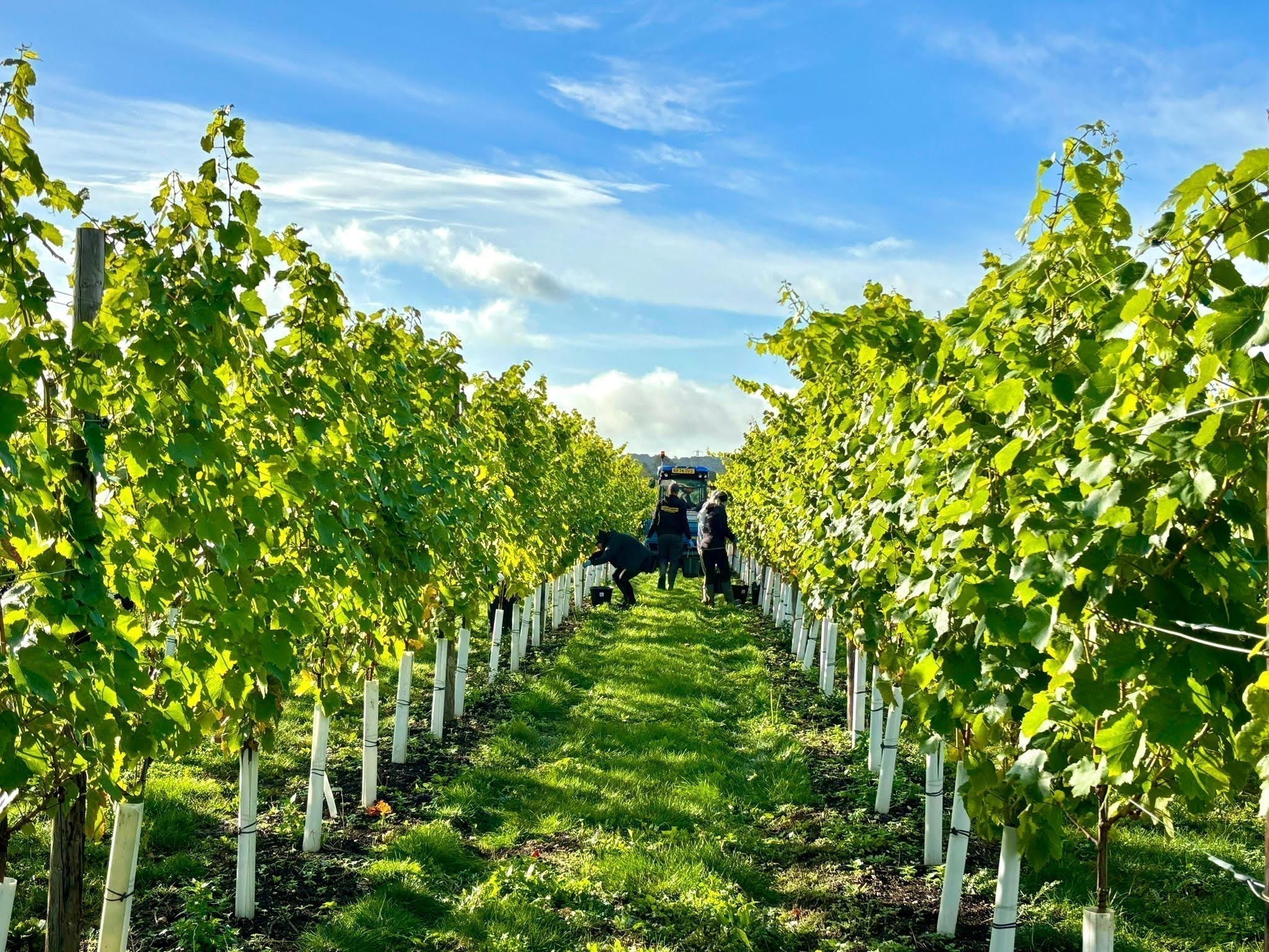 The Roots of English Wine