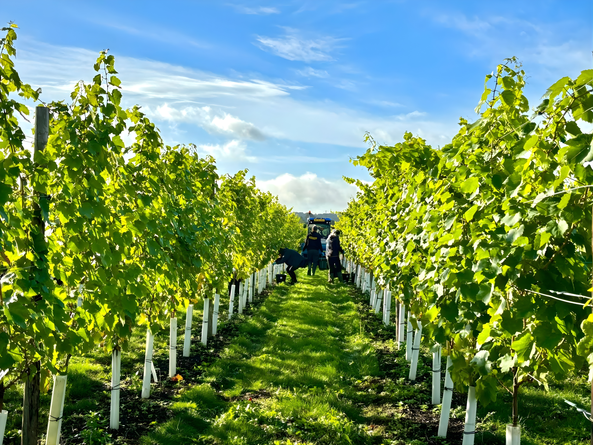 Why Cobham? The Ancient Chalk Terroir Behind Our Wines