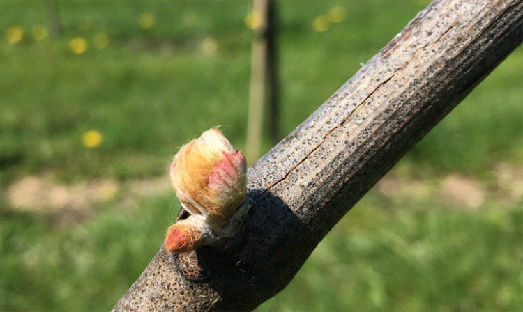 Bud Break at Cobham House: The First Signs of Our 2026 Vintage
